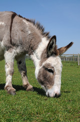 mediterranean miniature donkey