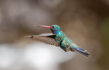 Broad-billed hummingbird in southern Arizona