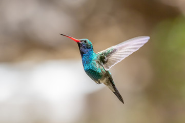 Broad-billed hummingbird in southern Arizona © hansstuart1nm