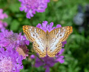 White peacock butterfly on purple flower