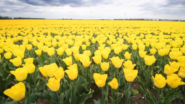 Yellow tulips growing in a field during springtime in Holland with clouds moving over the field and wind turbines in the background.