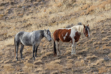 Herd of Wild Horses in Winter