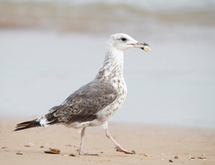 First-summer (second-year) Lesser Black-backed Gull (Larus fuscus) walking on the beach in the Ebro delta in Spain. Carrying food.