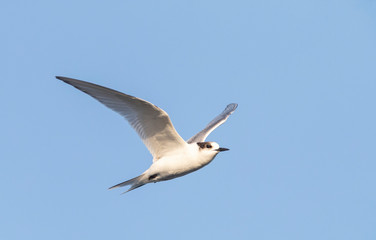 First-winter Arctic Tern (Sterna paradisaea) in flight at sea off the Azores. Seen from the side, showing under wing pattern.