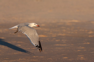 Adult Audouin's Gull (Ichthyaetus audouinii) flying over a sandy beach, on an early autumn morning, near Tarifa in southern Spain. Showing upper wing in moult.