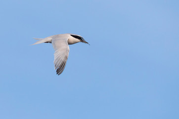 Adult Roseate Tern (Sterna dougallii), in autumn plumage, in flight over the Atlantic ocean off the island Graciosa in the Azores.