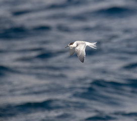 Fototapeta na wymiar First-winter Roseate Tern (Sterna dougallii) in flight over the atlantic ocean off the island of Graciosa in the Azores. Showing upper wing.