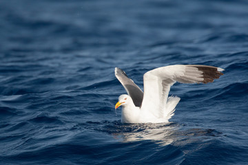 Fototapeta na wymiar Adult Yellow-legged Gull (Larus michahellis michahellis) foraging at sea in Madeira. Sitting on the sea surface with wings held high.
