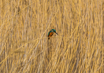 Common kingfisher sitting on a branch