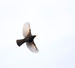 Flying male Common Blackbird (Turdus merula) during winter in an urban area in Wageningen in the Netherlands.