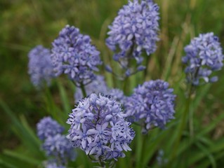 blue flowers in spring garden