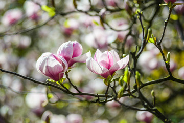 Fototapeta na wymiar Flowers of magnolia in botanical garden of Kyiv, Ukraine