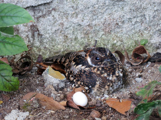 Band-winged Nightjar (Systellura longiro) nesting in front of a lodge in Rio Blanco reserve, central Andes valley in Colombia. Female sitting next to one egg.