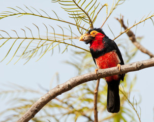 Bearded Barbet (Pogonornis dubius) perched in a tree along the Gambian coast. Bird species with very odd shaped bill.