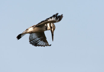 Pied Kingfisher (Ceryle rudis) hovering above a pool in seach of food along the Gambian coast in West Africa.  Flying against a blue sky as a background.