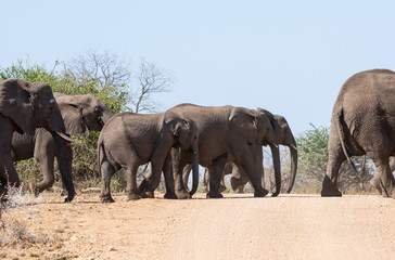 Fototapeta premium Elephants Crossing