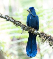 Endemic Blue Coua (Coua caerulea) perched in a tree in Madagascar with a frog as prey in it?s beak. Perched against a green natural background.