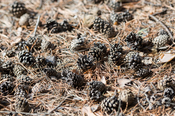 pine cones, a layer of cones on the ground, a heap of cones without seeds, dry cones on a pile