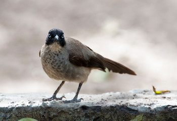 Blackcap Babbler (Turdoides reinwardtii) in dry forest along the Gambian coast.