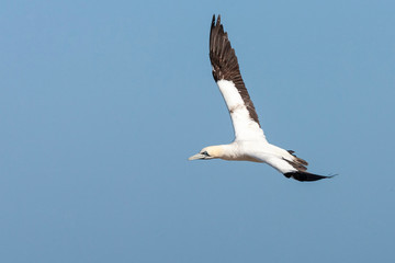 Fototapeta na wymiar Cape Gannet (Morus capensis) flying over the colony of Bird Island Nature Reserve in Lambert?s Bay, South Africa. Flying over the colony against a blue sky as a background.