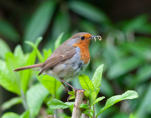 Second-year British Robin (Erithacus rubecula melophilus) carrying food for its chicks in a garden in Norfolk, England.