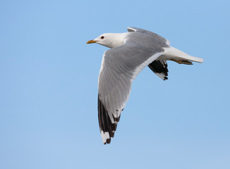 Adult Common Gull (Larus canus canus) in summer plumage in the Netherlands. Seen from the side in flight, showing upper wing.