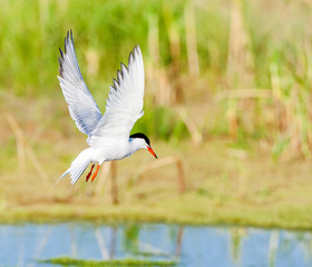 Adult Common Tern (Sterna hirundo) hovering over a marsh near Skala Kalloni on the Mediterranean...