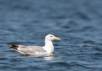 Fototapeta na wymiar Adult Caspian Gull (Larus cachinnans in the Donau delta in Romania. Alert looking bird in summer plumage floating on the water surface.