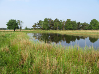 Small wetland in the Delleboersterheide, Oldeberkoop, Friesland, Netherlands. With large trees growing around the pond.