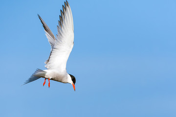 Adult Common Tern (Sterna hirundo) hovering over a lake near Skala Kalloni on the Mediterranean island of Lesvos, Greece. Looking for prey to catch.