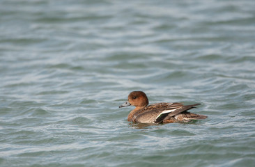 Juvenile Eurasian Wigeon (Anas penelope) swimming in the Wadden Sea of Vlieland in the Netherlands.