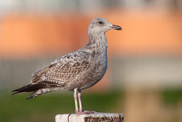 Second-year European Herring Gull (Larus argentatus) standing on a wooden pole in urban area the Netherlands.