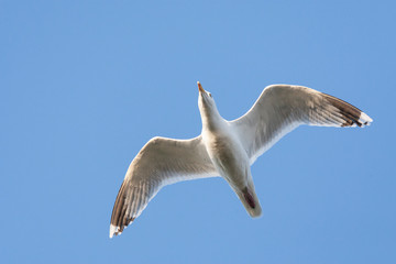 Adult European Herring Gull (Larus argentatus) flying directly overhead at the boulevard of Katwijk in the Netherlands.