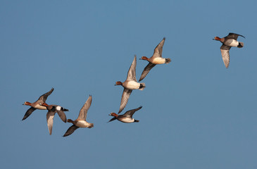 Seven Eurasian Wigeons (Anas penelope) flying over a lake in the Netherlands.