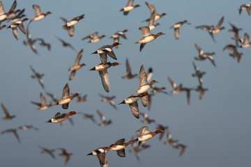 Big flock of Eurasian Wigeons (Anas penelope) during late winter in the Netherlands. Taking off en masse.