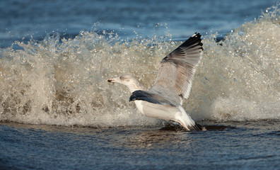 Second-winter European Herring Gull (Larus argentatus) taking off for breaking wave in the north sea off the coast of Katwijk in the Netherlands.