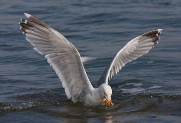 Adult European Herring Gull (Larus argentatus) in the Dutch Wadden Sea. Just landed to eat bread...