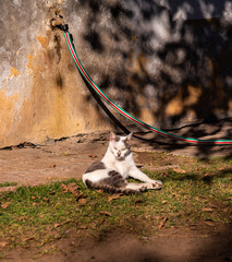gato mirando fijo