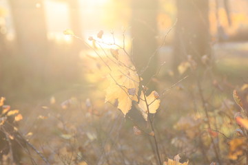 Autumn Golden leaves glow in the sun