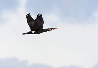 Adult Great Cormorant (Phalacrocorax carbo) flying in front of typical Dutch clouds, with wings held high above the body.