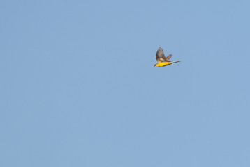 Adult Grey-headed Wagtail (Motacilla thunbergi) migrating past migration hotspot Breskens in the Netherlands. Seen from below, showing under wing.