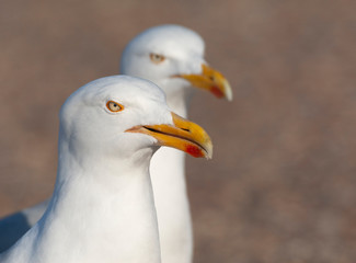 Closeup of two intense staring adult European Herring Gulls (Larus argentatus) on  parking lot on Texel in the Netherlands. Waiting for tourists to hand over junk food.
