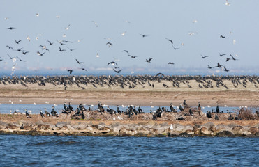 Massive breeding colony of Great Cormorants (Phalacrocorax carbo) on Kreupel, a man made island turned into nature reserve, in the Netherlands.