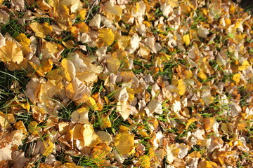 Autumn Golden leaves glow in the sun