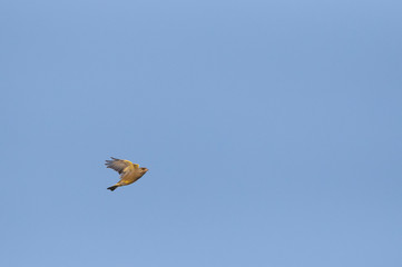 European Greenfinch (Carduelis chloris) in flight, migrating during autumn over the Dutch Wadden...