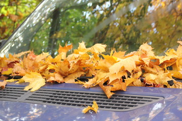 Autumn Golden leaves glow in the sun