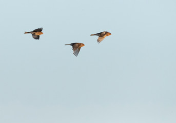 Winter Twite (Carduelis flavirostris) in the Slufter on Texel in the Netherlands. Three Twites in flight.