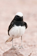 Fototapeta premium Male Hooded Wheatear (Oenanthe monacha) perched in Negev desert near Eilat in Israel.