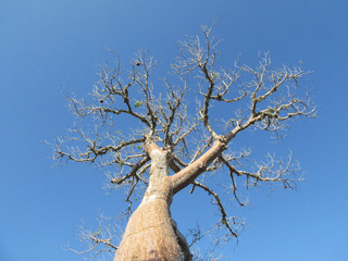 Huge baobab tree in spiny forest, Ifaty, west coast of Madagascar.
