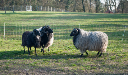 Two rams with steep horns looking at each other